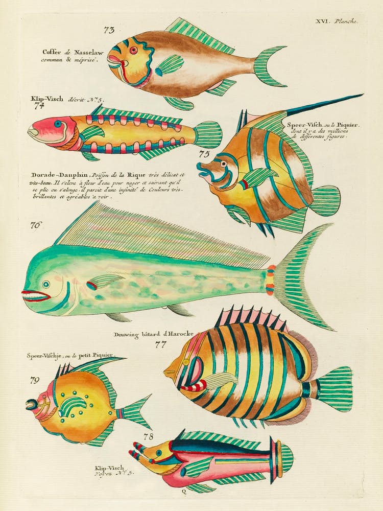 Colourful And Surreal Illustrations Of Fishes Found In Moluccas (Indonesia) And The East Indies, Louis Renard(19)