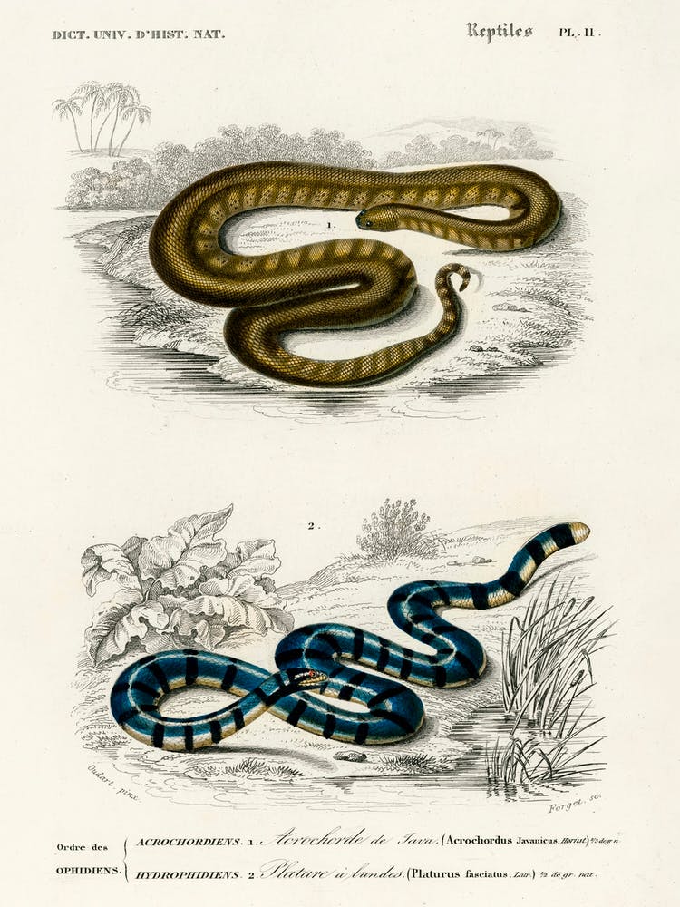 Elephant Trunk Snake (Acrochordus Javanicus) And Columbrine Sea Krait (Platurus Fasciatus), Charles Dessalines D' Orbigny