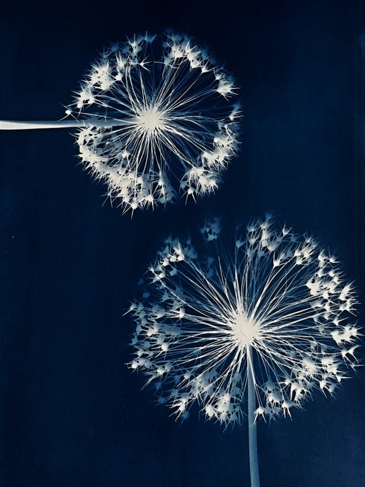 Dandelions 1