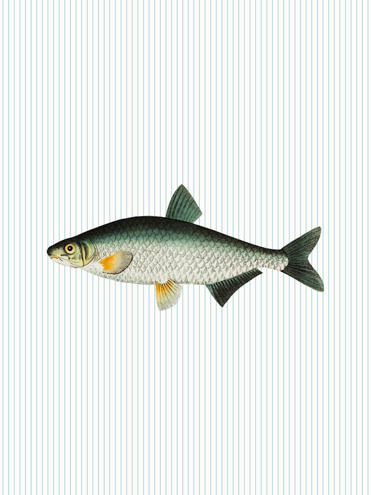 Fish Striped Kitchen Poster