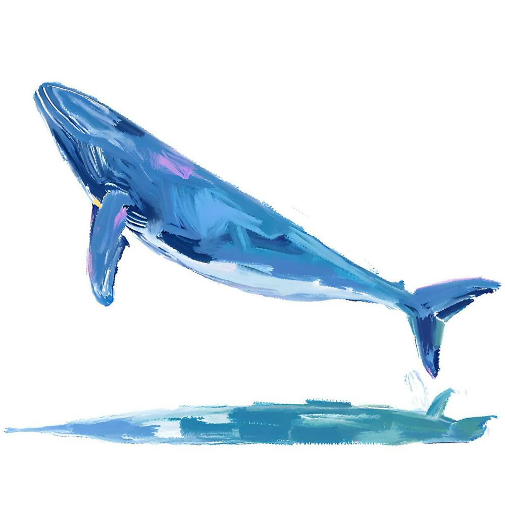 Blue Whale 04