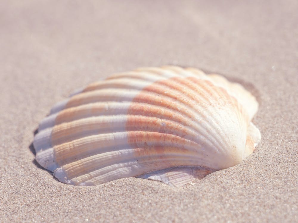 Coquillage aux tons neutres beige et orange - photographie de nature côtière et de voyage par Christa Stroo Photography