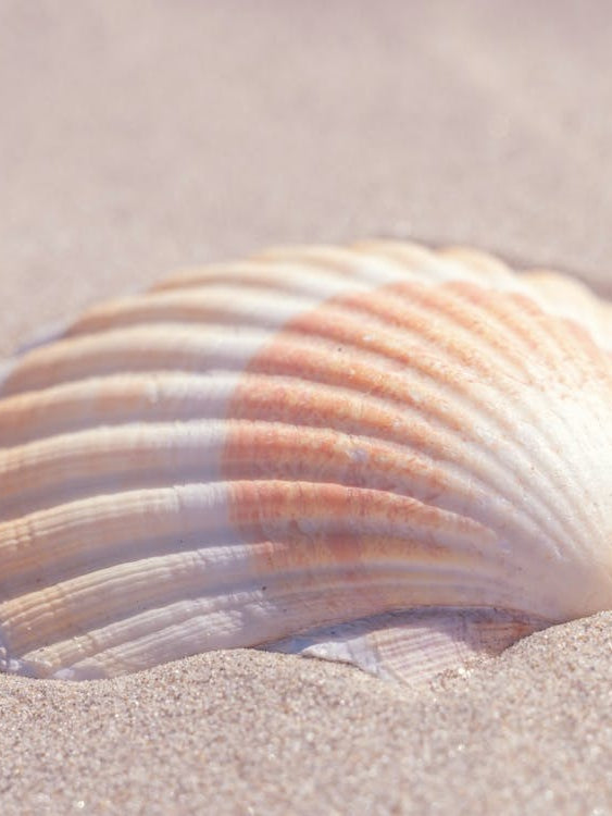 Neutral tones seashell in beige and orange - coastal nature and travel photography by Christa Stroo Photography