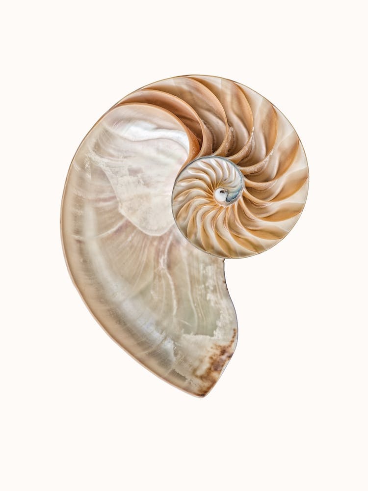 Shell II