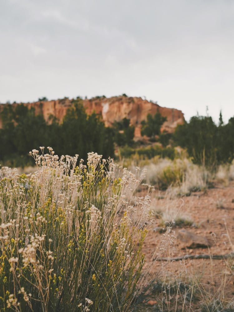 Sagebrush Desert Scenery