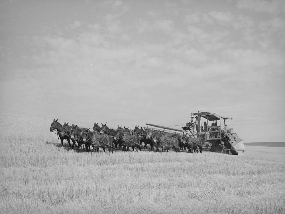 Twenty Mule Team Drawn Combine, Walla Walla County, Washington, This Outfit Gets To Work At Six In The Mornin