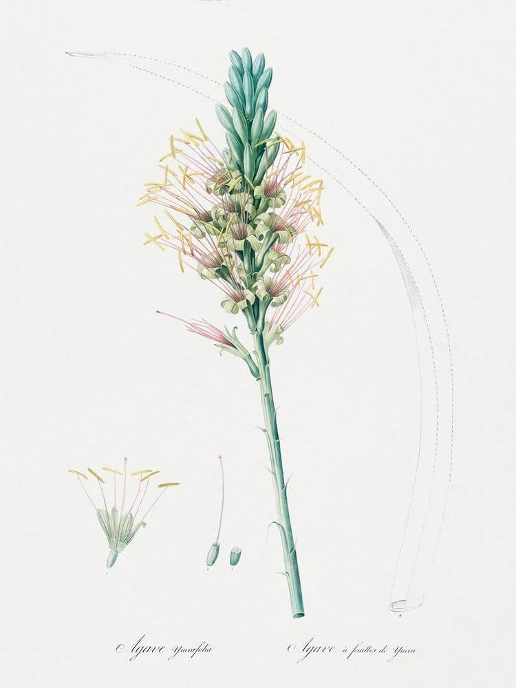 Agave Yuccaefolia Illustration From Les Liliacées (1806), Pierre Joseph Redoute