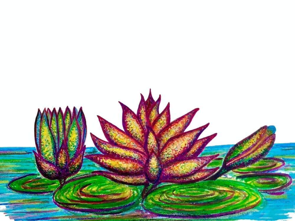 Water Lilies