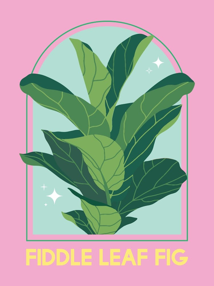 Fiddle Leaf Fig