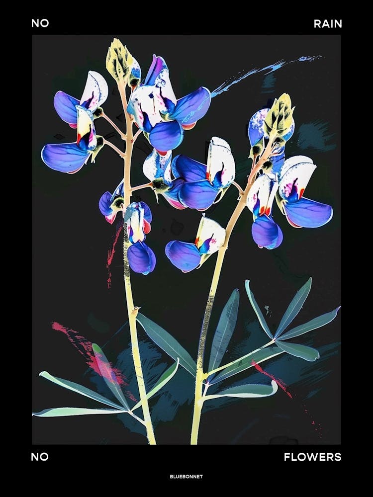 No Rain No Flowers Poster Bluebonnet 6