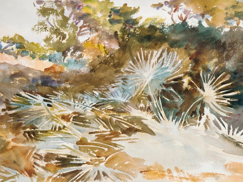 Palmetto Landscape