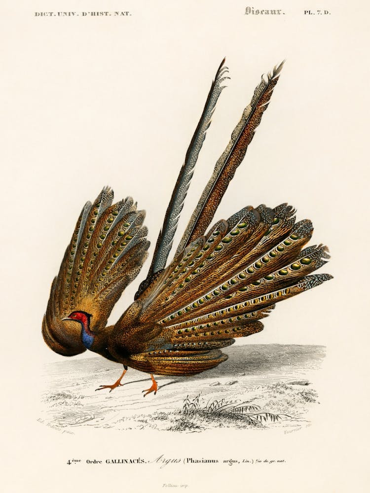 Pheasant