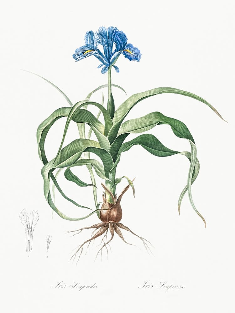 Iris Scorpiodes, Pierre Joseph Redoute