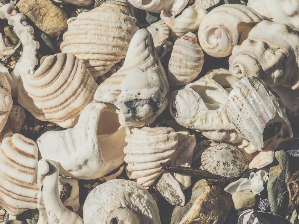 Muscheln