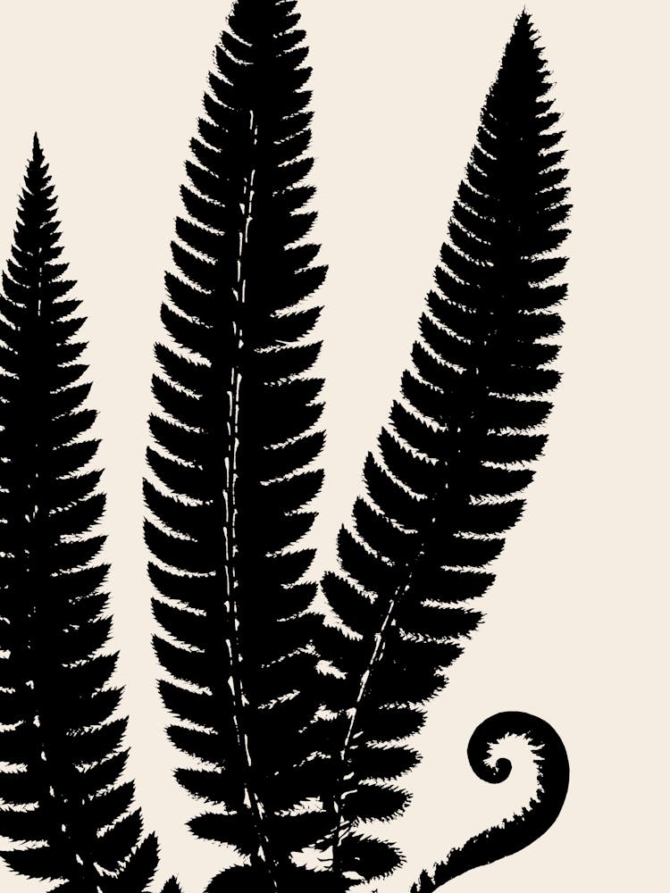 Fern Leaves in Black, Farmhouse Botanical 3