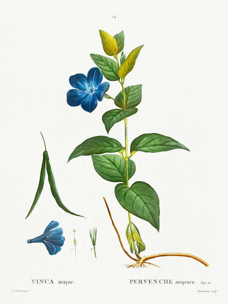 Greater Periwinkle, Pierre Joseph Redoute