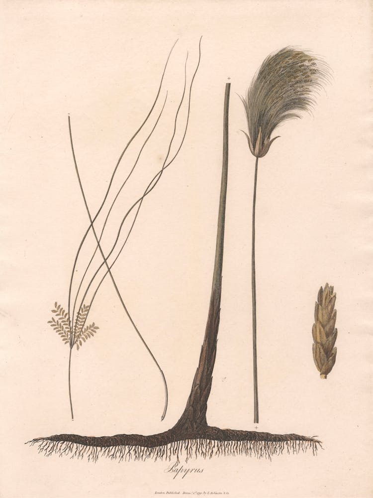 Papyrus, James Heath