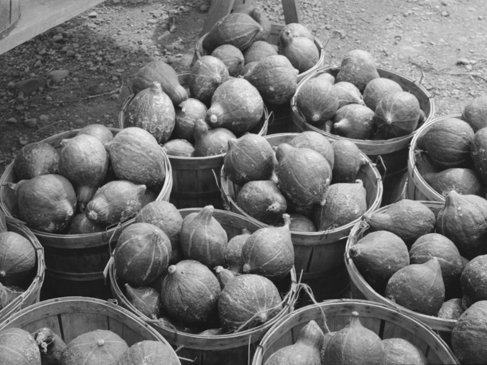 Hubbard Squash Near Berlin, Connecticut By Russell Lee