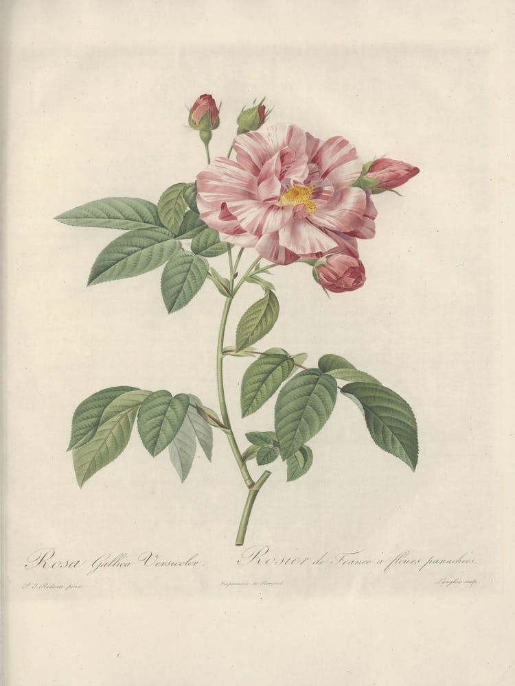 Illustration de Rose, Pierre Joseph Redoute (21)