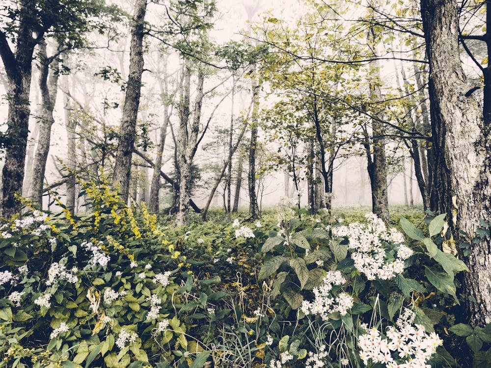 Smokey Mountain National Park Wildflower Forest