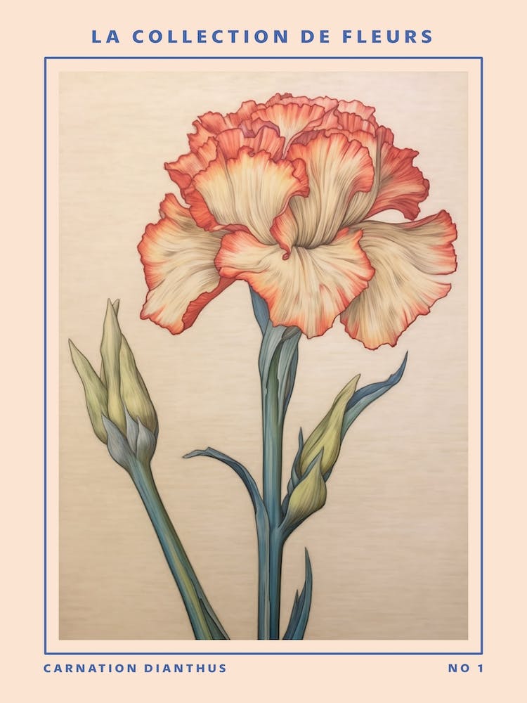 Carnation Dianthus French Flower Botanical Poster