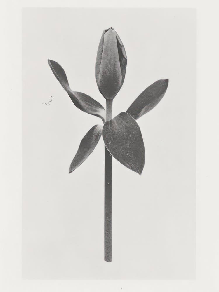 Collage Photo Fleur De Tulipe 2