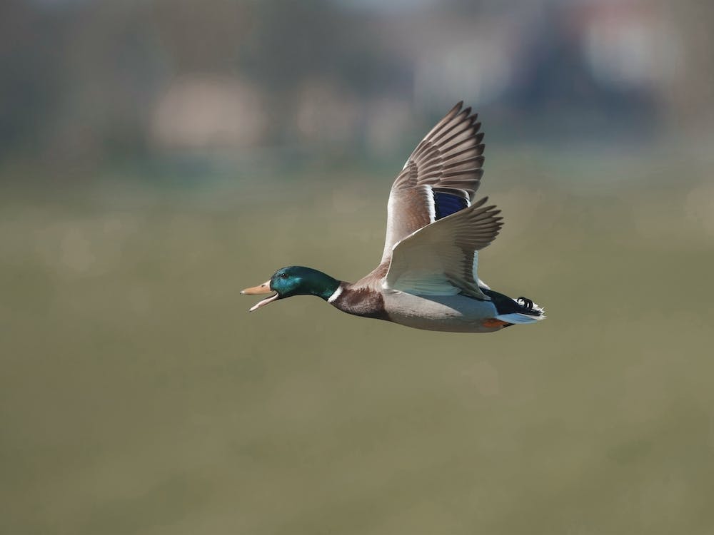 Duck Taking Flight