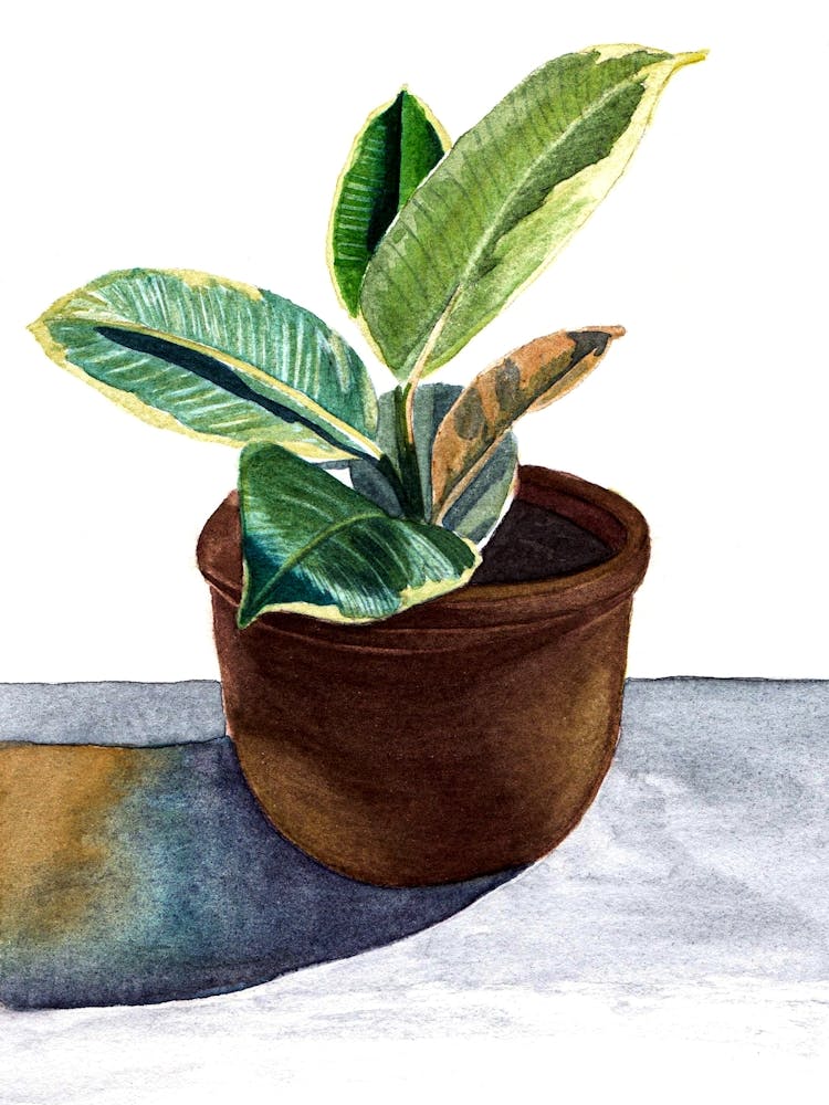 Tropical plant in pot