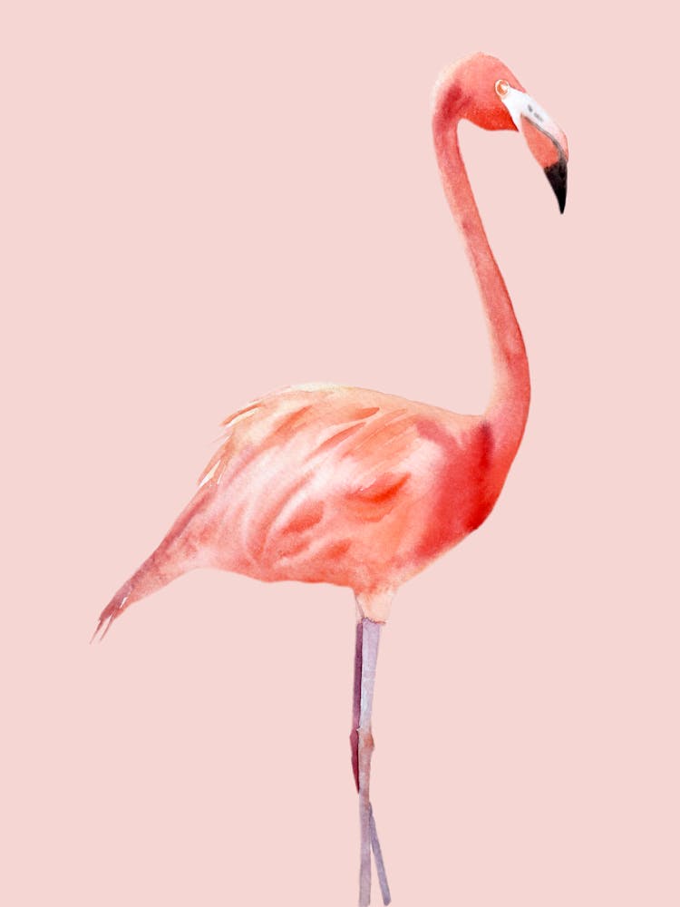 Pink Flamingo 1