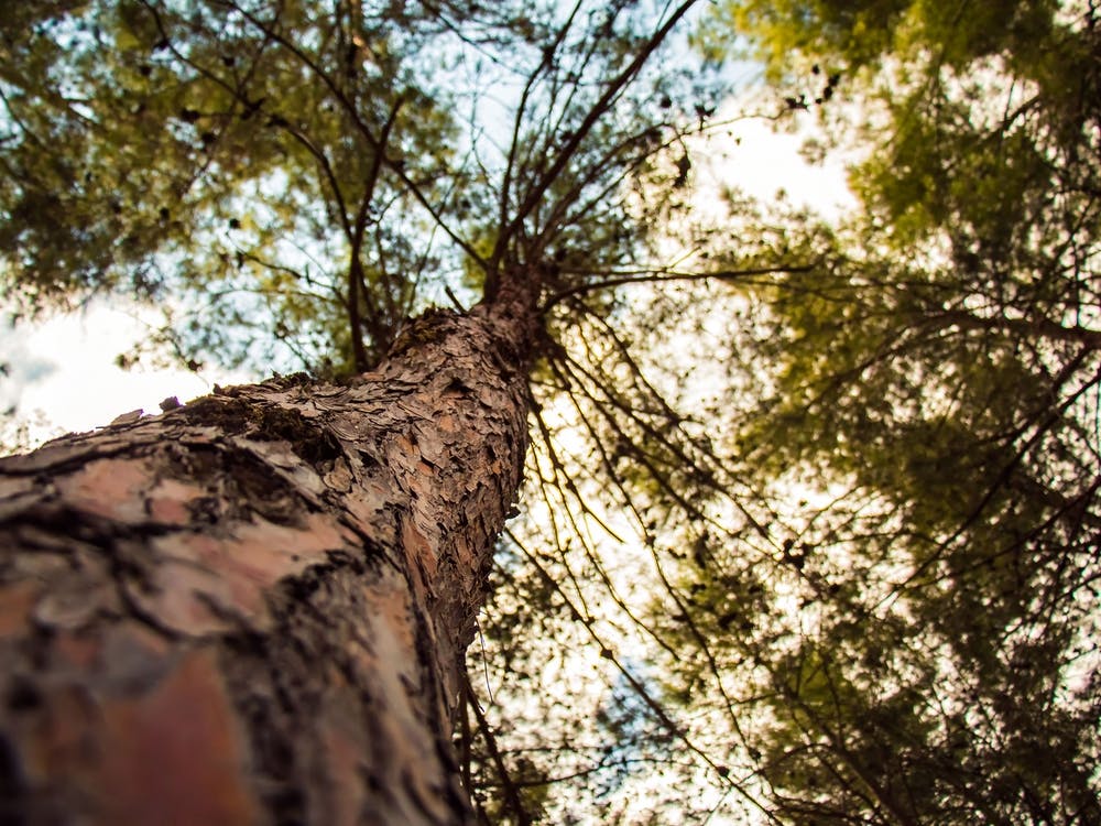 Tree From Below 2