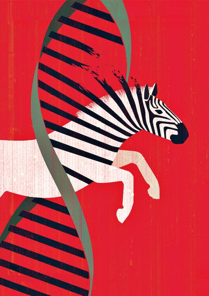 Zebra Hunting