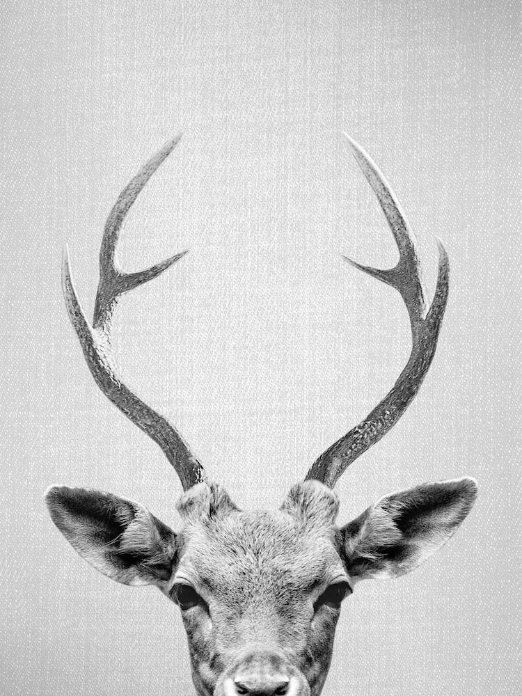 Deer - Black & White