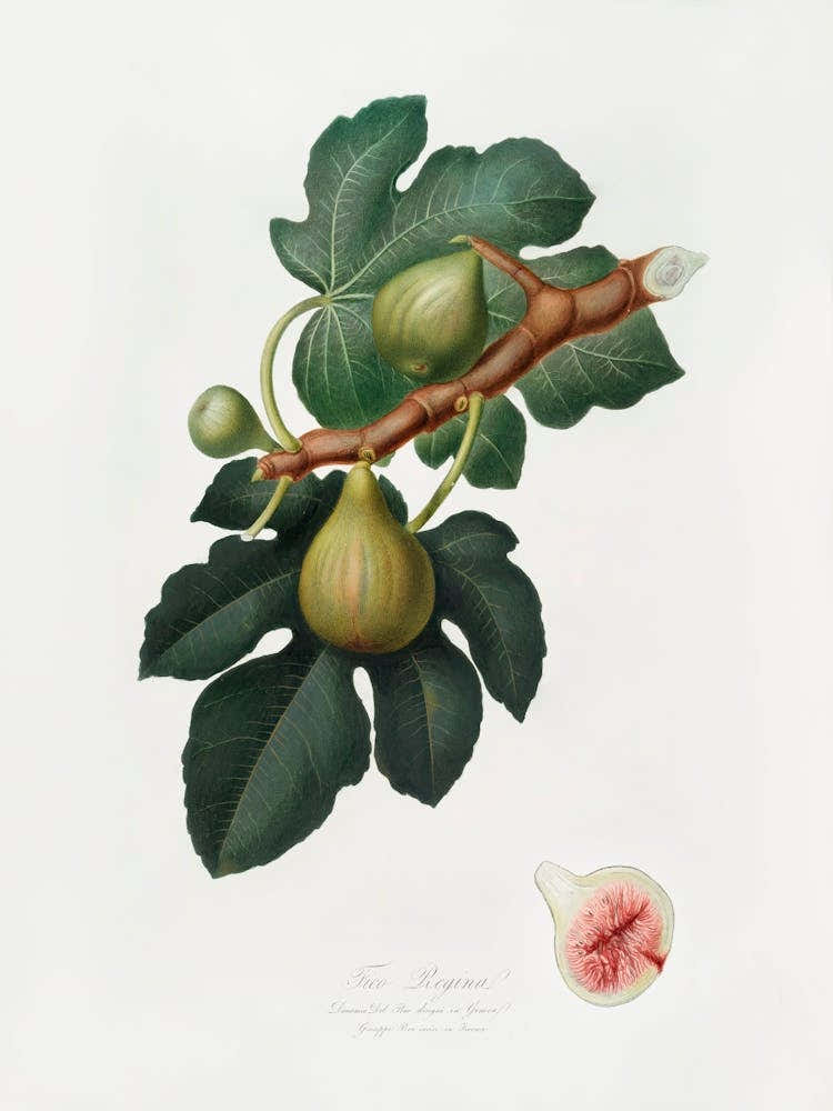 Fig (Ficus Carica Sativa) From Pomona Italiana (1817 - 1839), Giorgio Gallesio 2
