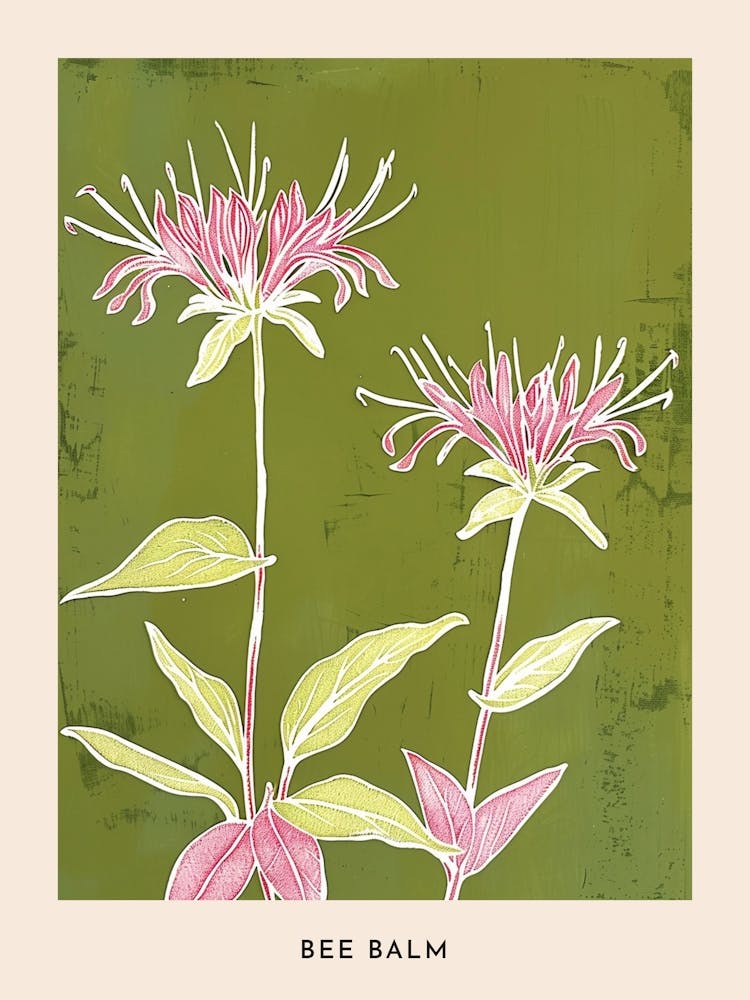 Pink & Green Bee Balm 2 Flower Poster
