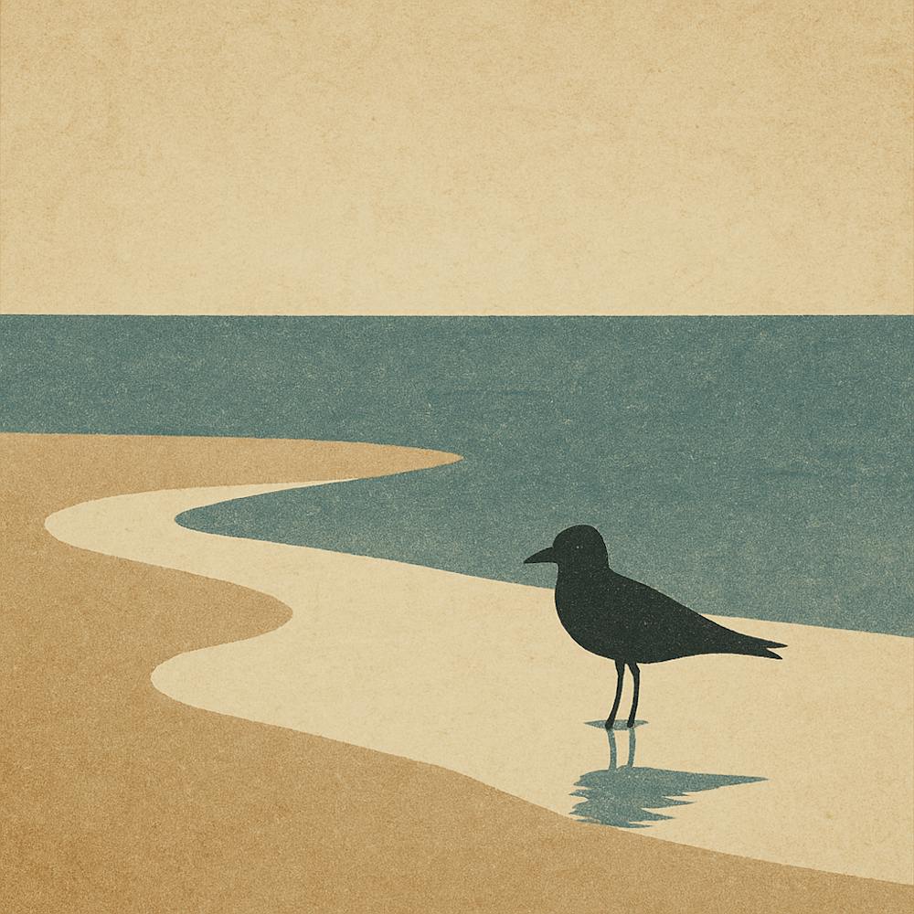 Seagull On The Beach - Low Tides