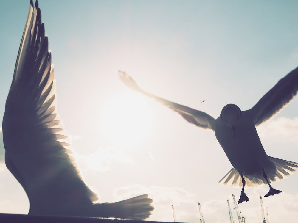 Seagulls at Hamburg Harbour 4