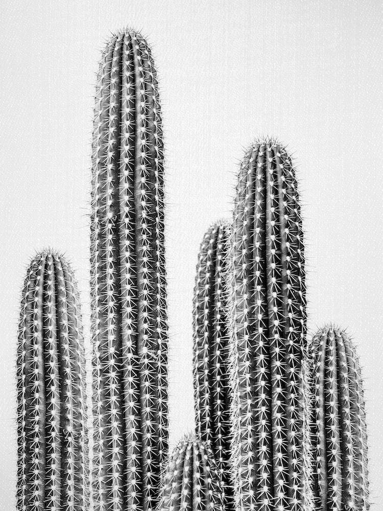 Cactus 2 - Black & White