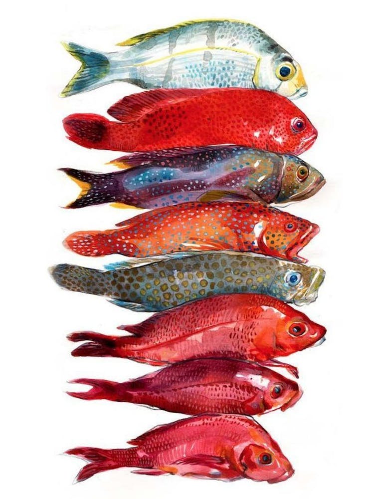Colorful Fishes