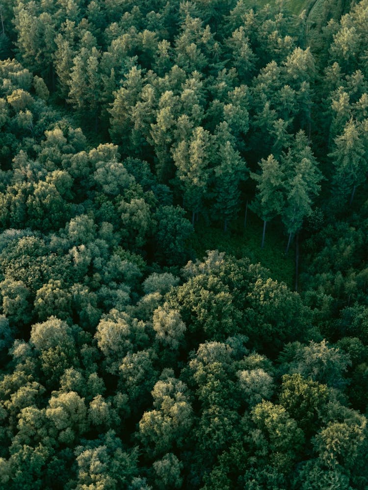 Luftaufnahme eines Waldes | Landschafts- und Reisefotografie