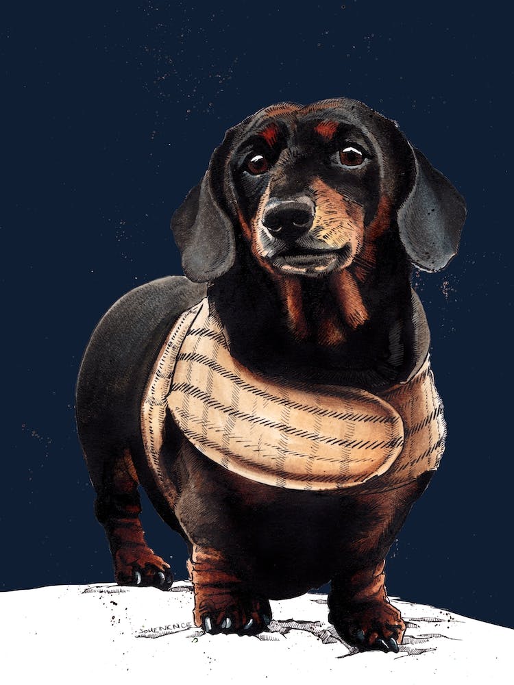 Arthur The Dachshund On Midnight Blue