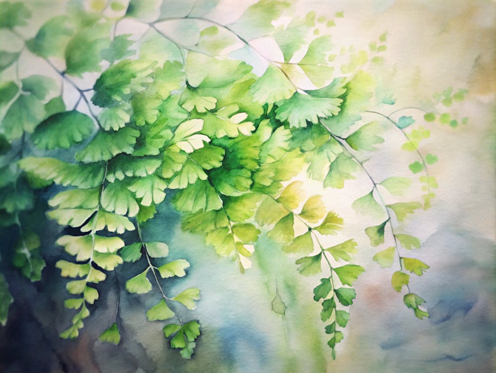 Watercolor Of Ferns