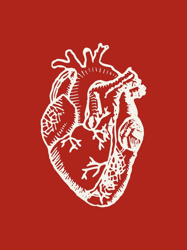 Human Heart