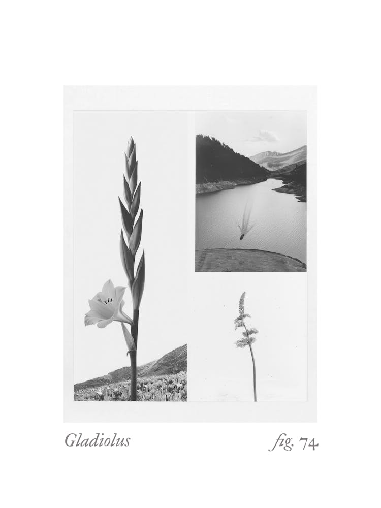 Gladiolus Botanical Collage 4