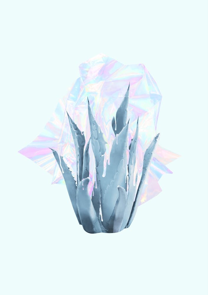 Holographic Succulent