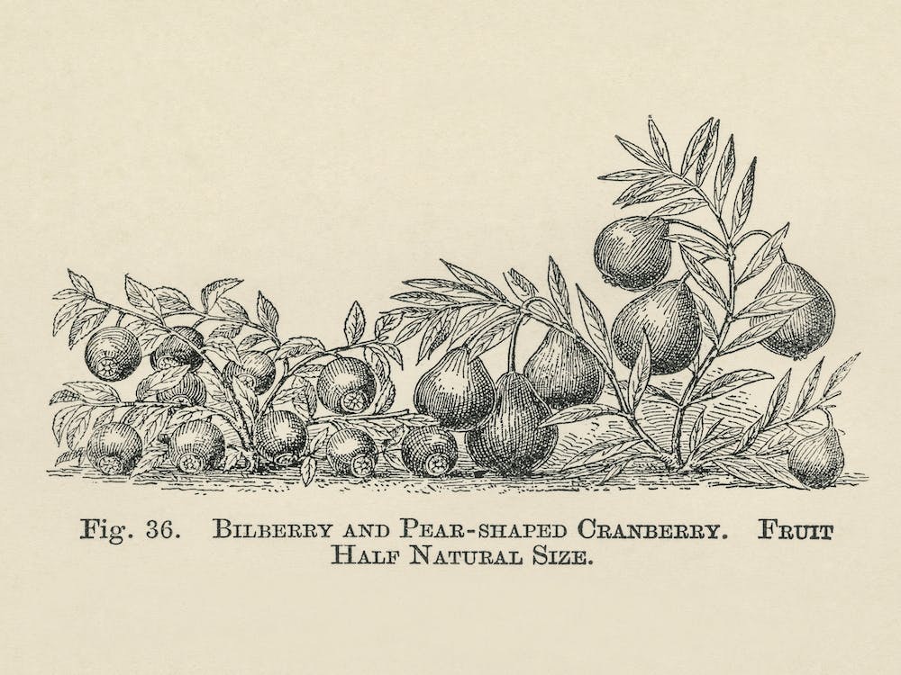 Vintage Illustration Of Bilberry And Cranberry, John Wright
