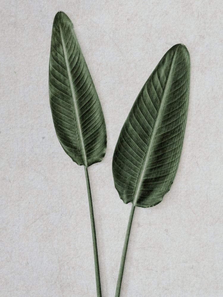 Strelitzia Leaves Duo