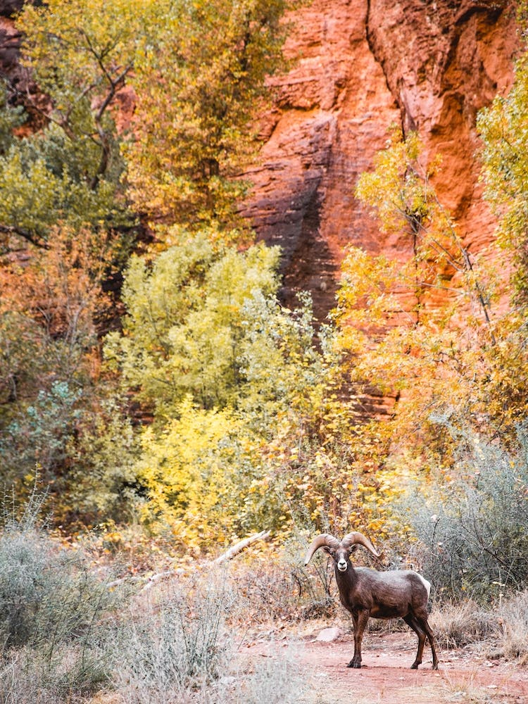 Wildlife With Autumn Leaves