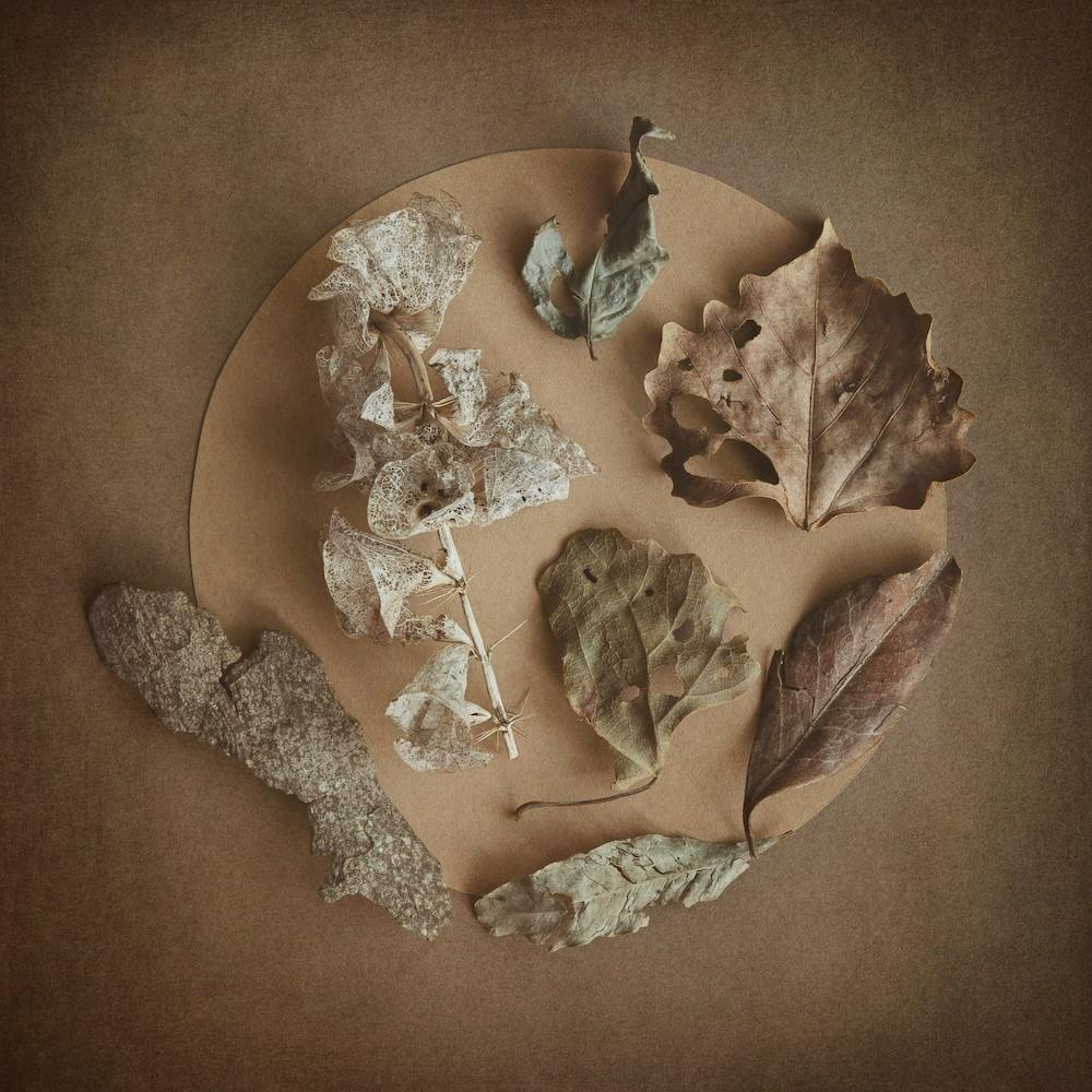 The Secret Garden Earth