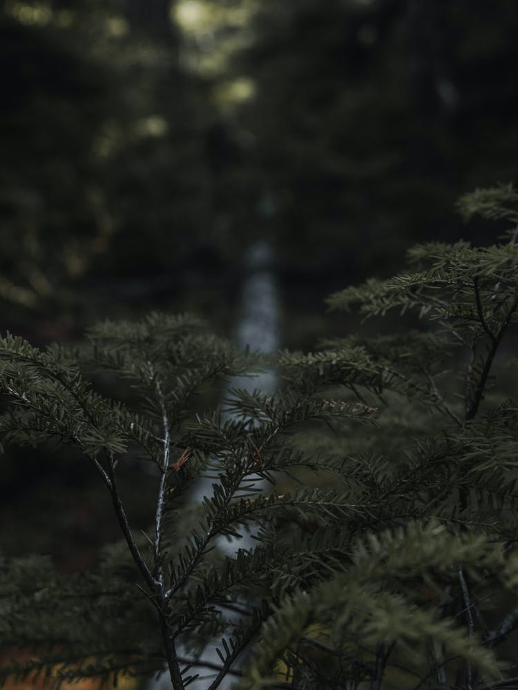 Dark Forest Wall Decor