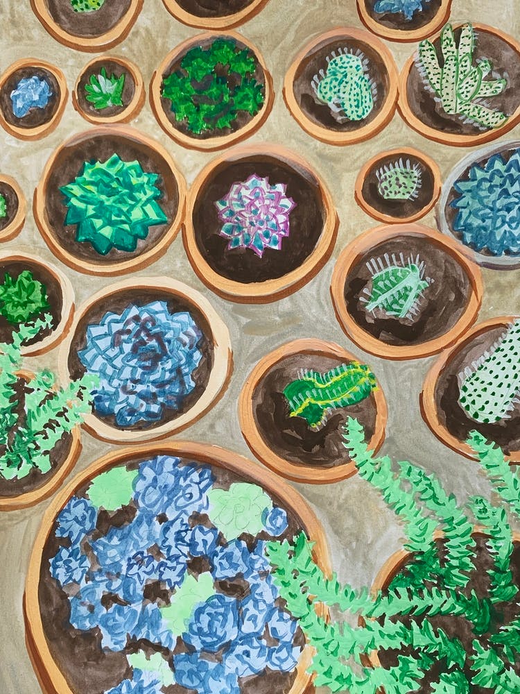 Succulentes